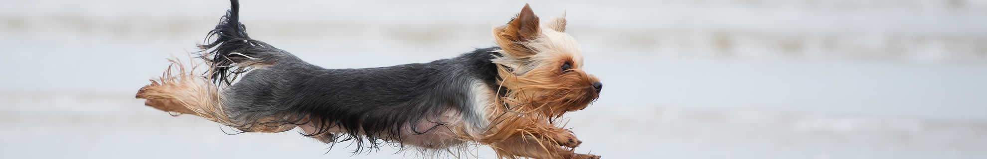 yorkie-on-beach