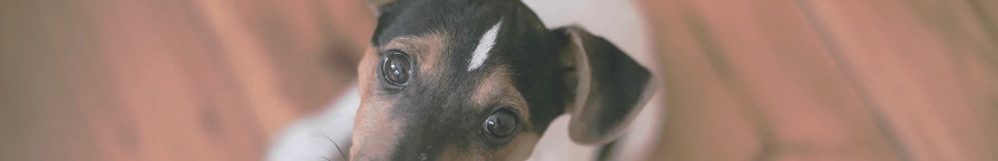 jackrussell2